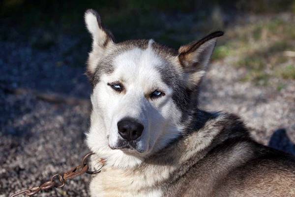 cane simile al siberian husky