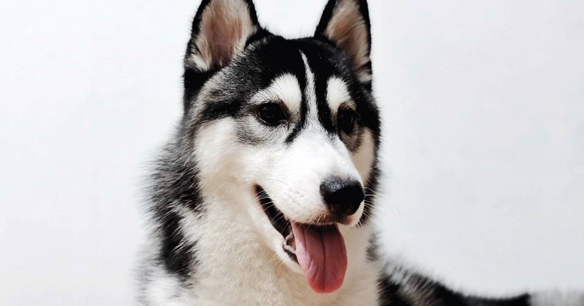 Alaskan Husky, cosa mangia? Guida all’alimentazione ideale