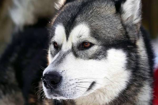 cane del nord adatto al traino delle slitte