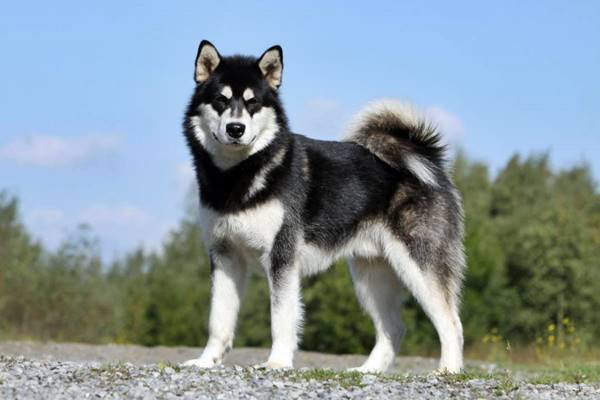 cane nordico con il pelo folto e lungo