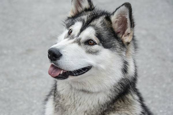 cane da slitta proveniente dall'alaska