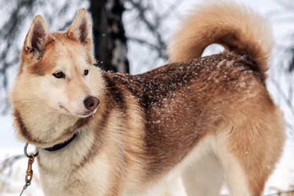 esemplare di alaskan husky con il pelo rossiccio