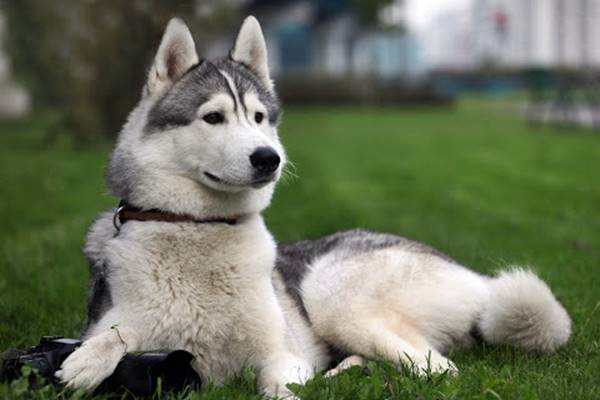 cane con il mantello bianco e grigio