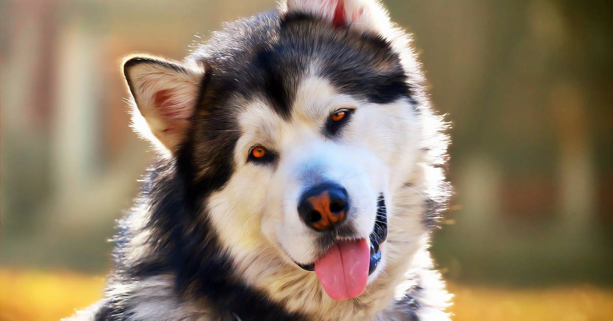 Alaskan Husky e Alaskan Malamute: quali sono le differenze?