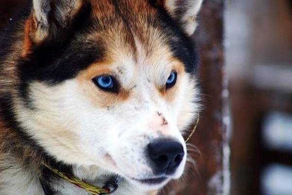 cane con gli occhi blu