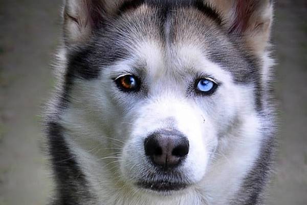 siberian husky può avere occhi di colori diversi