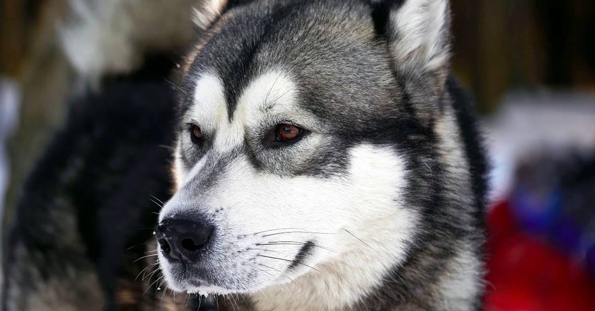 Alaskan Husky e Siberian Husky: similitudini e differenze