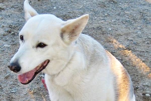 cane con il mantello completamente bianco