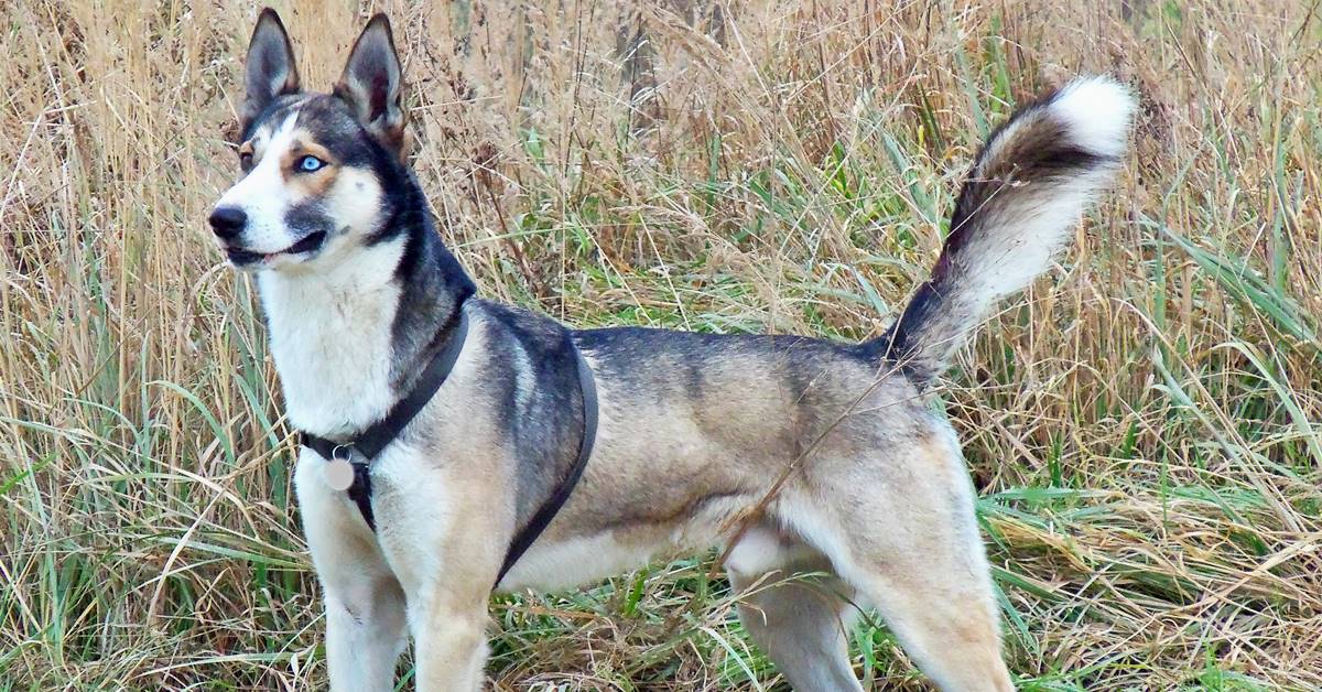 Alaskan Husky, è una razza vera e propria? Facciamo chiarezza