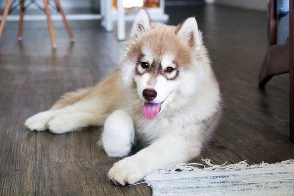 come accudire un cucciolo in casa