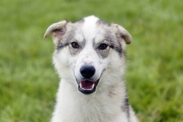 un esemplare di alaskan husky