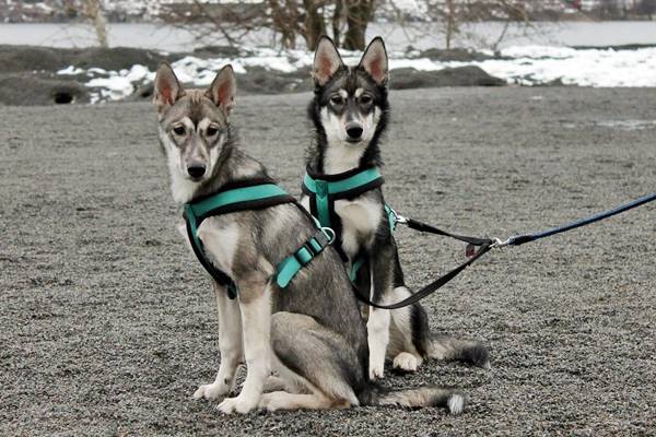 due alaskan husky addestrati per il traino