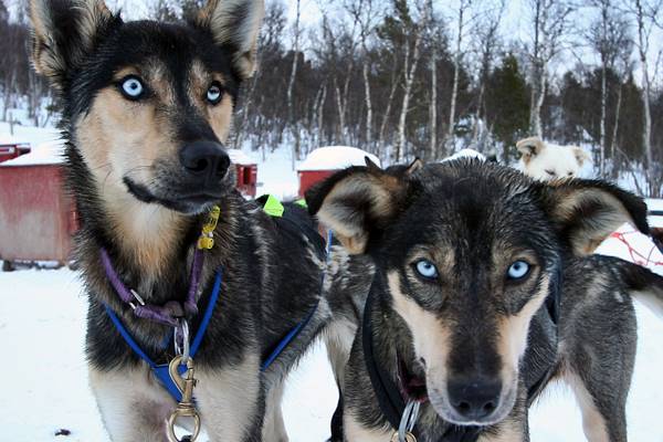 cani con gli occhi blu