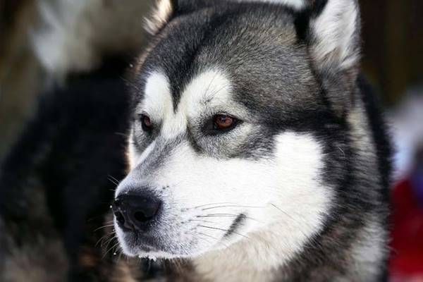 alaskan husky con gli occhi marroni