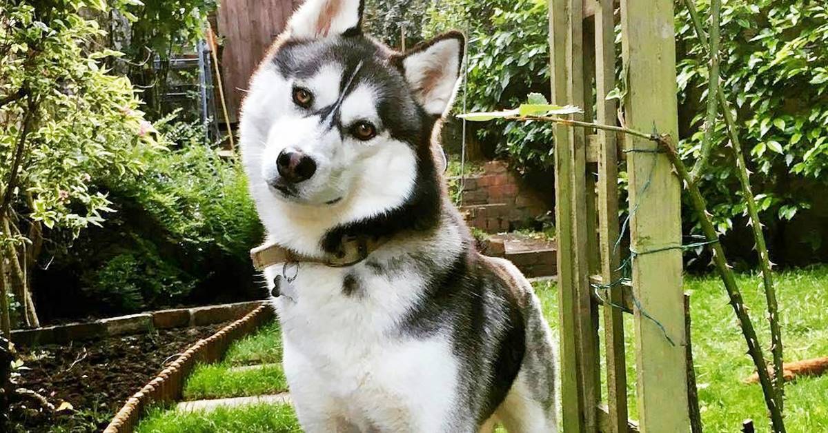 Alaskan Husky, foto e immagini bellissime di questo cane