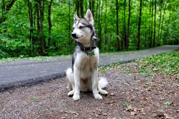 cane fermo sul ciglio della strada