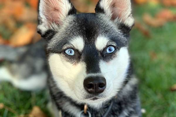 cane con gli occhi blu
