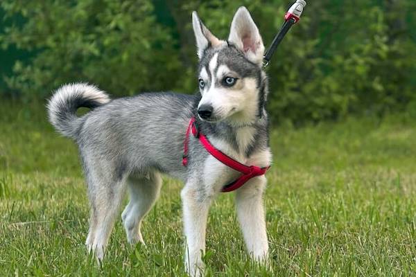 portare il cane a fare una passeggiata