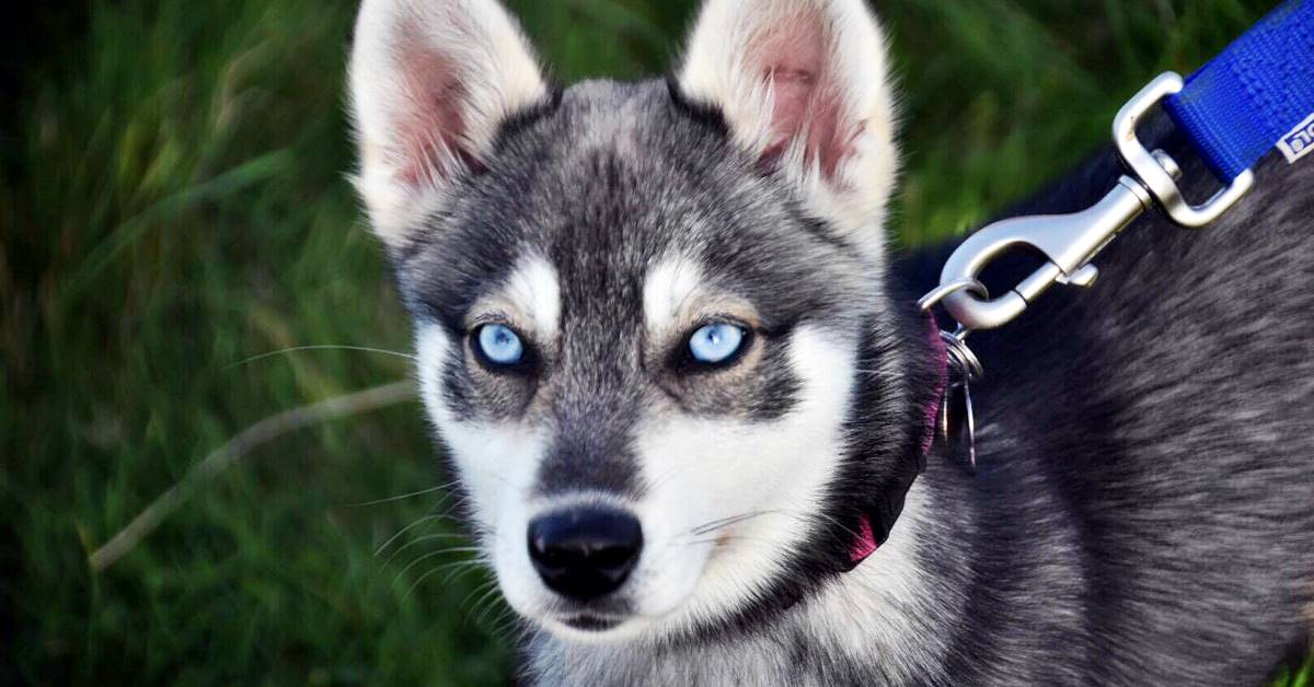 Alaskan Klee Kai, carattere e temperamento di questo cane