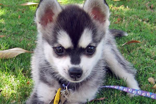 cucciolo di alaskan klee kai