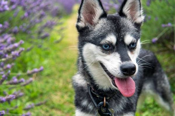 cane che cammina in mezzo ai fiori