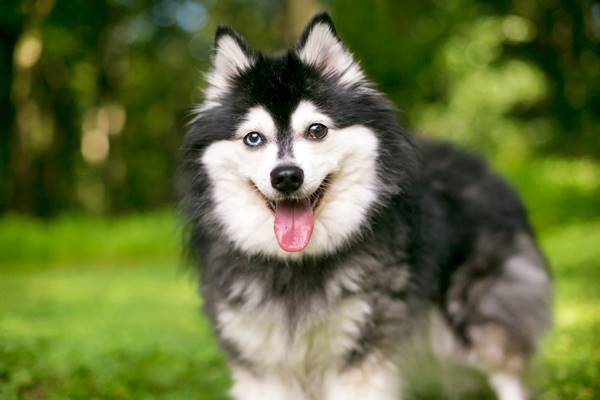 husky in miniatura