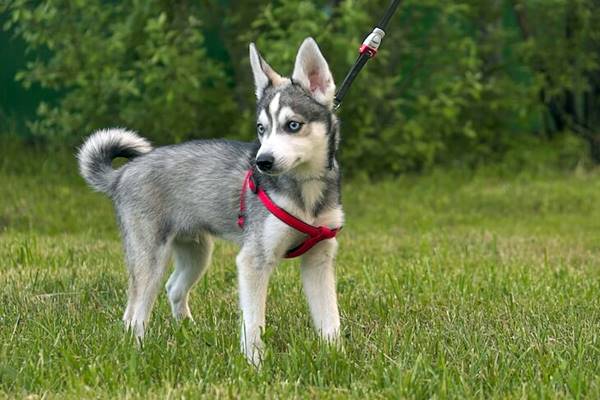 portare il cane al guinzaglio