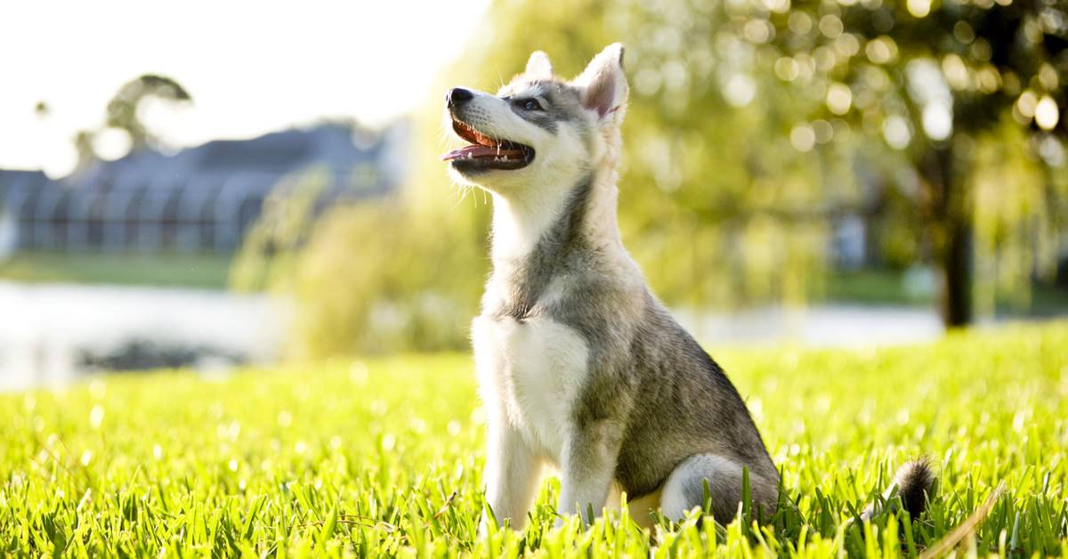 Alaskan Klee Kai: cosa mangia? Guida pratica all’alimentazione