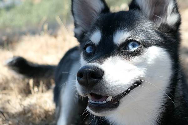 sguardo buffo del cane