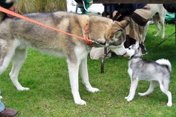 un alaskan klee kai e un alaskan husky