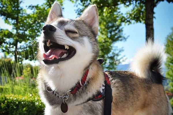 come capire se un cane ride