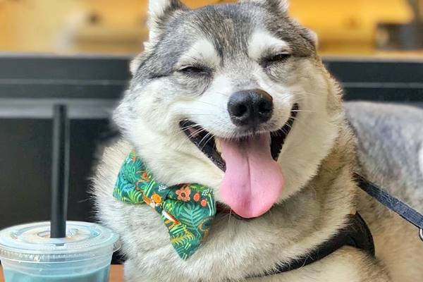 foto buffa con un cane travestito