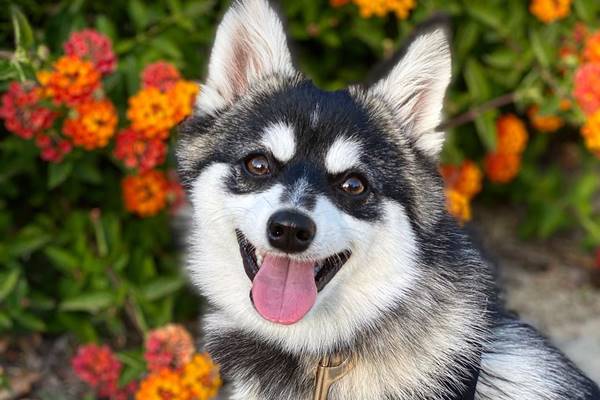 alaskan klee kai dolcissimo