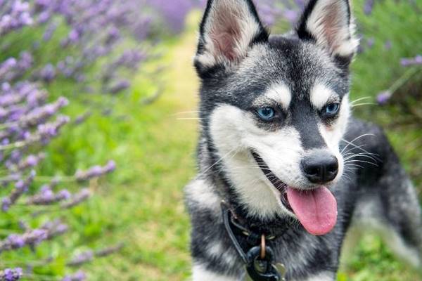 cane in mezzo ai fiori