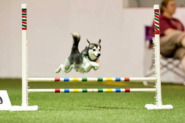 cane bravo negli sport di agility