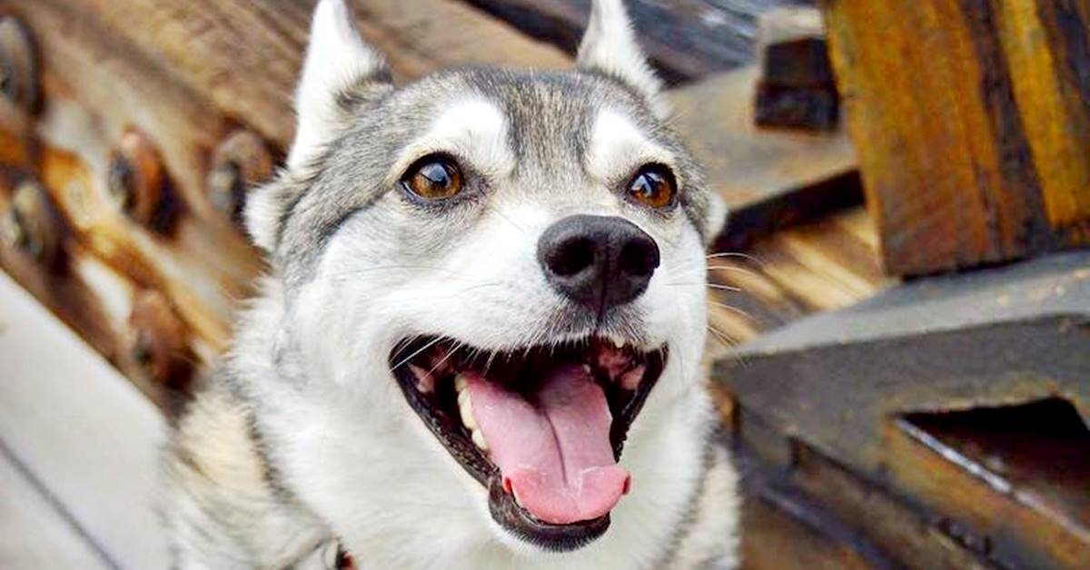 Alaskan Klee Kai: foto dolci, buffe e divertenti di questo cane