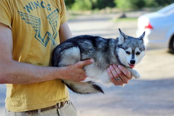 adottare un cane