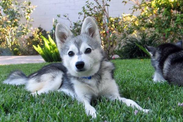 tenere il cane in giardino