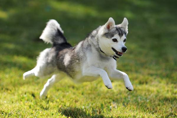 alaskan klee kai cane energico e divertente