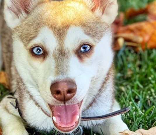 Alaskan Klee Kai Origini Prezzo Caratteristiche E Allevamenti Il Mio Cane E Leggenda