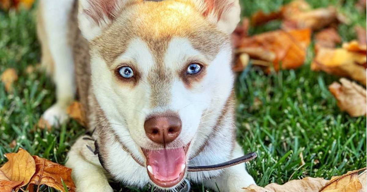 Alaskan Klee Kai, salute: tutte le malattie comuni e quanto vive