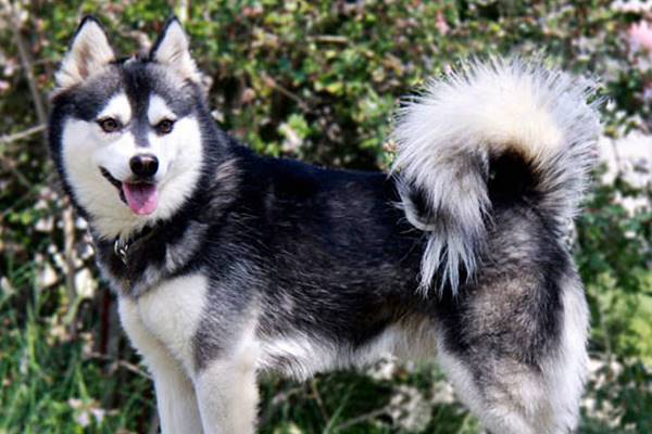 un esemplare di alaskan klee kai