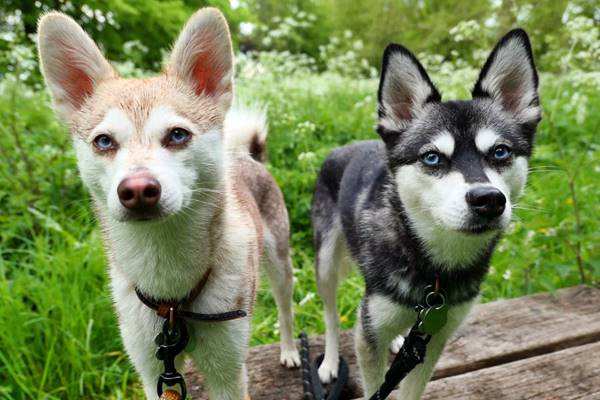 due cani alaskan klee kai di colore diverso