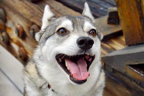 espressione buffa del cane