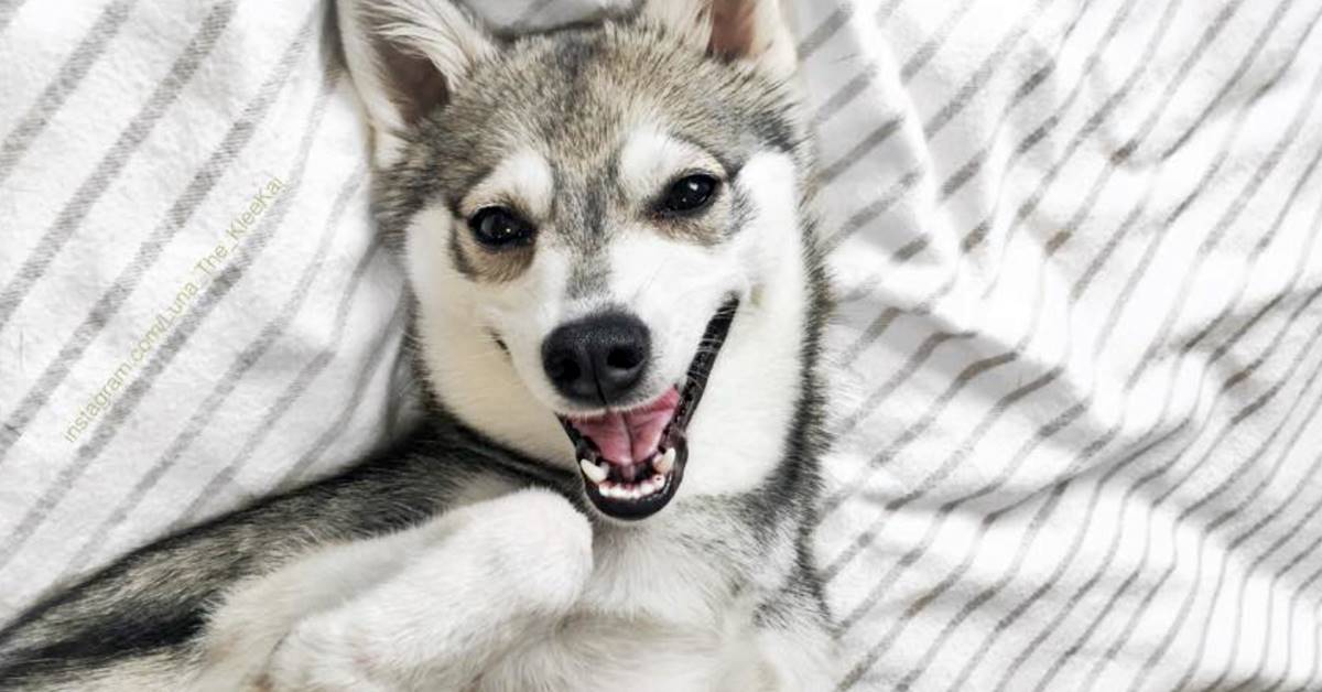 Alaskan Klee Kai, storia di questo Siberian Husky in miniatura