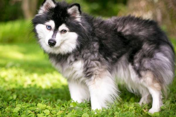 cane a pelo lungo bianco e nero