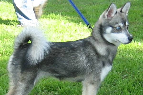 piccolo husky di colore grigio