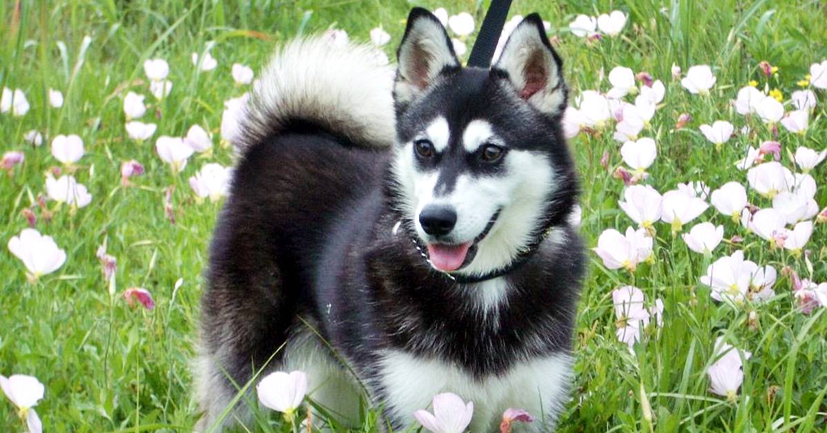 Alaskan Klee Kai, toelettatura: come spazzolarlo e fargli il bagno