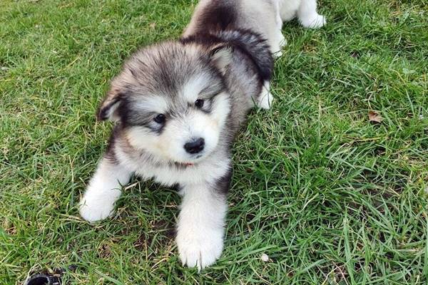 cucciolo di alaskan malamute