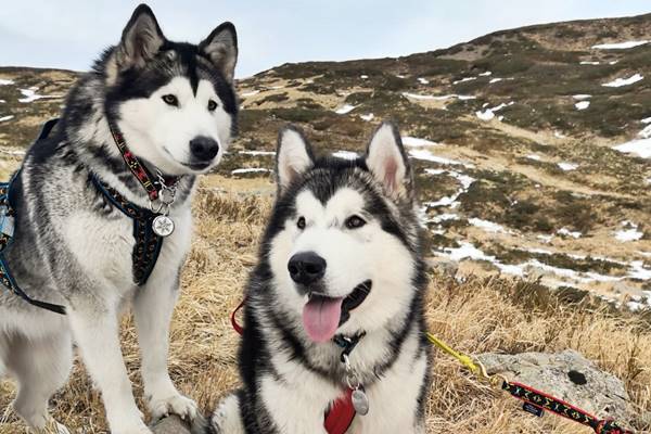 cani che giocano all'aria aperta